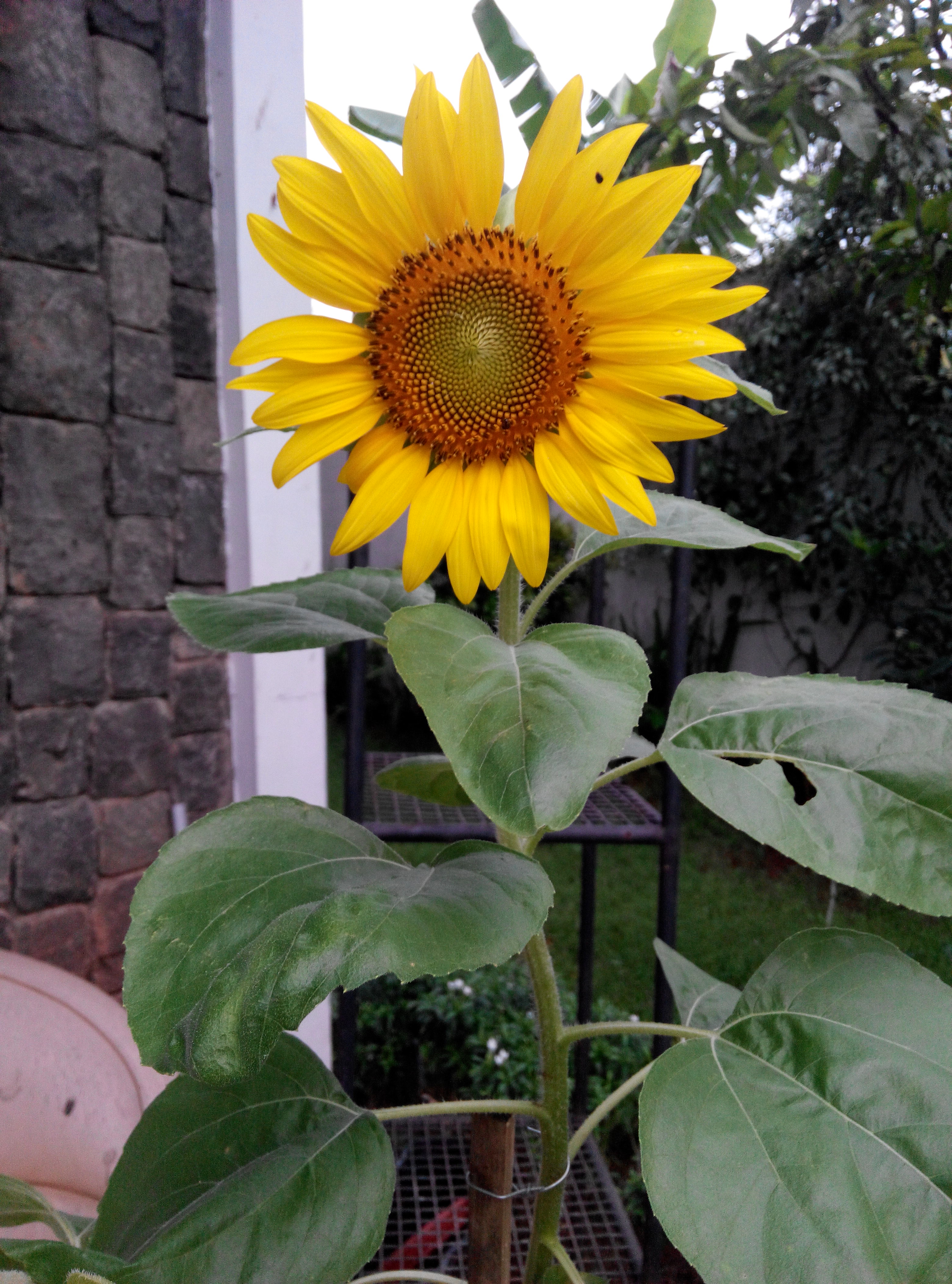  menanam  bunga  matahari  cerita bunda
